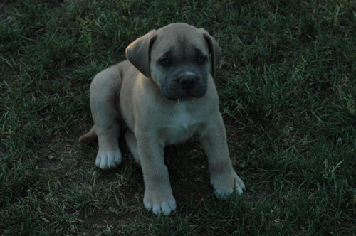 African Protector Boerboel