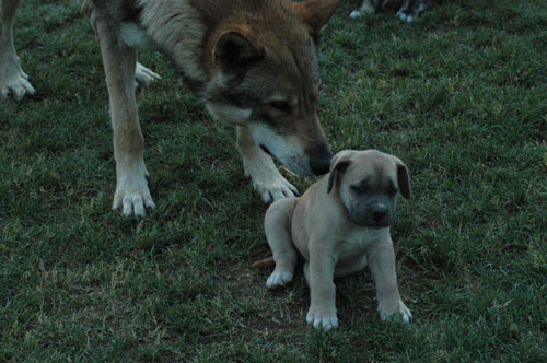 African Protector Boerboel