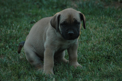 African Protector Boerboel