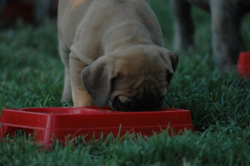 African Protector Boerboel