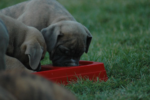 African Protector Boerboel