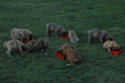 African Protector Boerboel