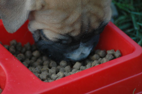 African Protector Boerboel