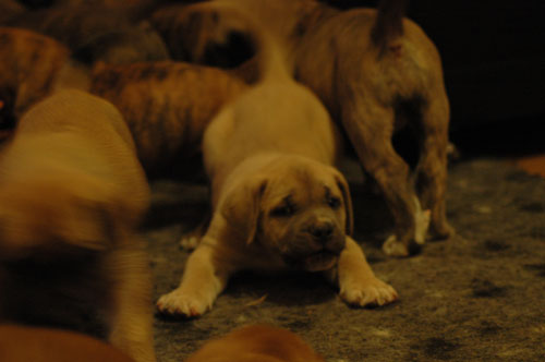 African Protector Boerboel