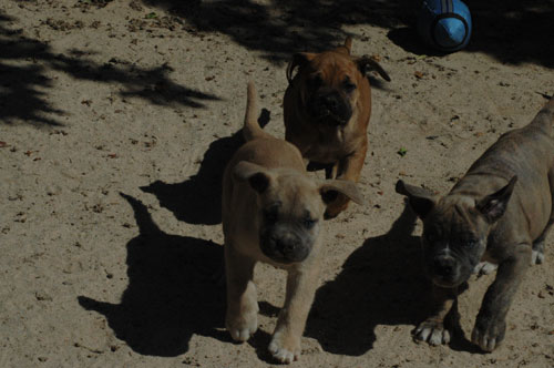 African Protector Boerboel