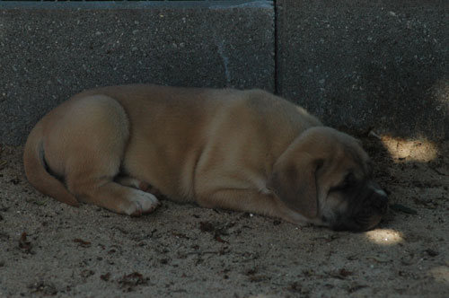 African Protector Boerboel