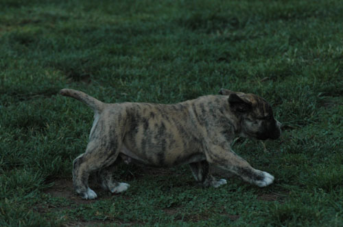 African Protector Boerboel