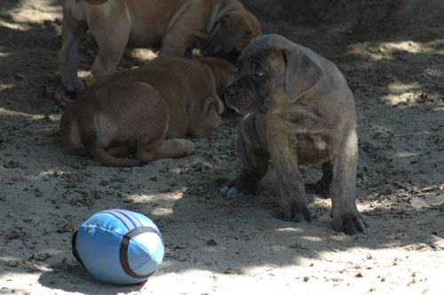 African Protector Boerboel