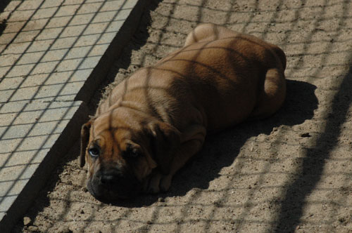 African Protector Boerboel