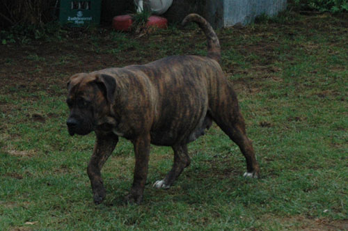 African Protector Boerboel